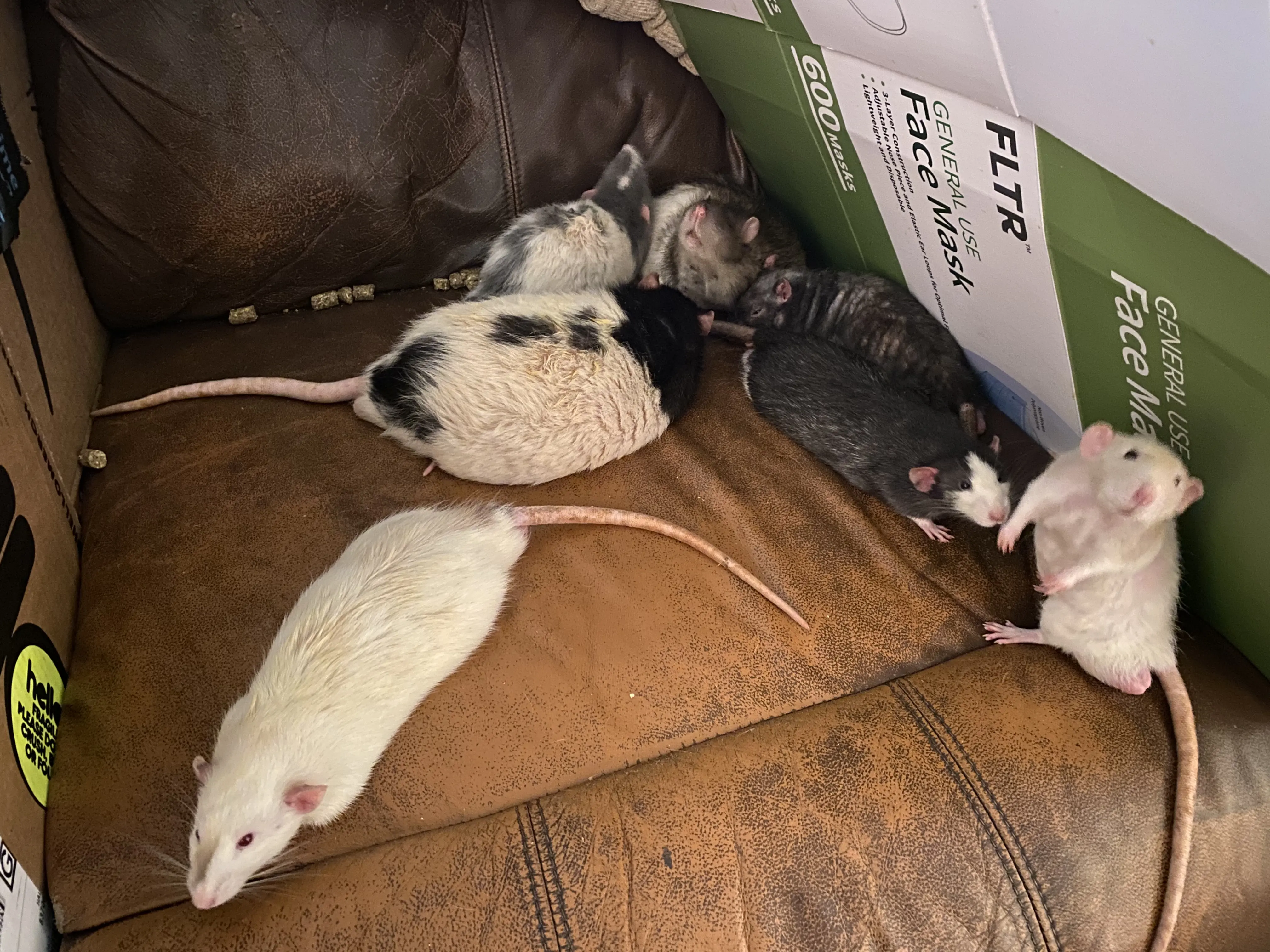 seven rats on two foot by two foot section of leather couch, walled in together by cardboard barricades on the left and right. Five rats are cuddling in back-right corner. One rat is laying toward the front-left corner, staring outward away from couch. One Rat is standing upright at front-right corner, feet facing the back of couch with torso turned to look outward from couch.